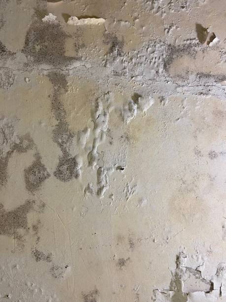 Best Local Mold Removal Service  in Lo, HI