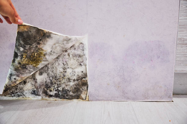 Best Mold Cleaning Services  in Lo, HI